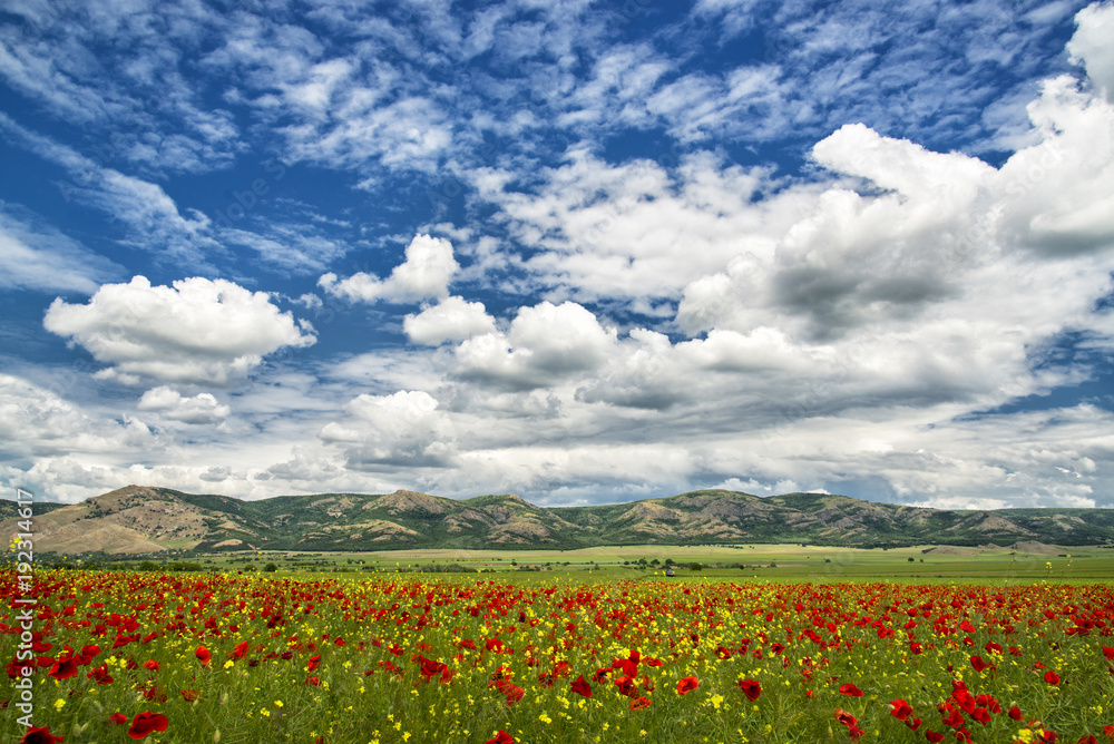 Poppy field with mountains in the background and clouds in the sky
