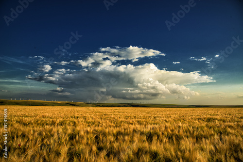 wheat field  with clouds in the sky