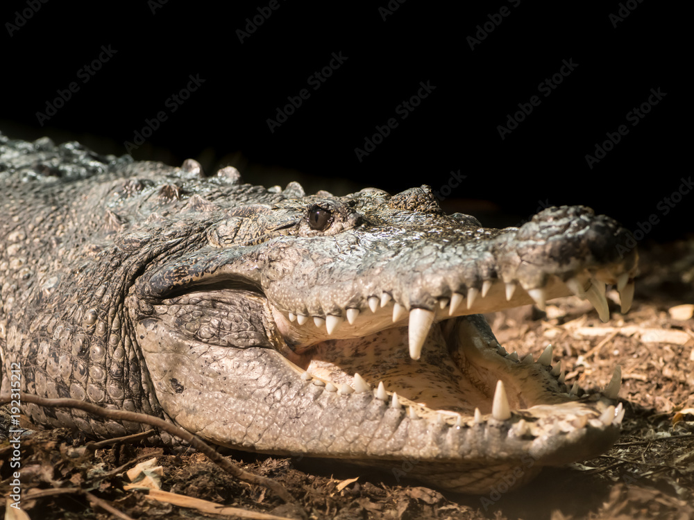 Fototapeta premium A Morlets crocodile in an austrian zoo