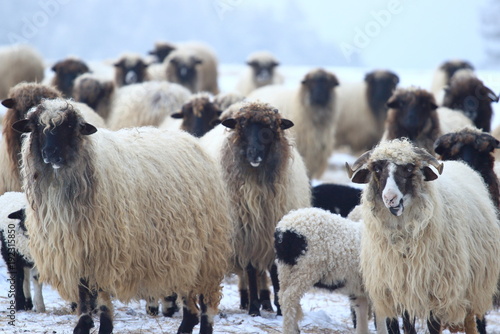 Sheep herd in winter