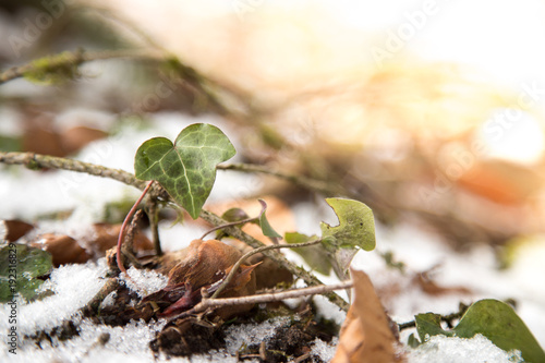 Wallpaper Mural Efeu Blatt im Winter, Schnee und Sonnenschein Torontodigital.ca