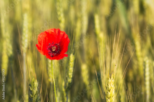 Closeup of a beautiful red poppy in a green wheat field, Dobrogea,Romania