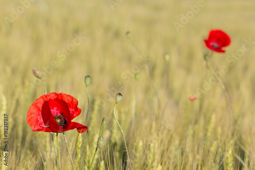 Two beautiful red poppies in a green wheat field in the summer, Dobrogea,Romania