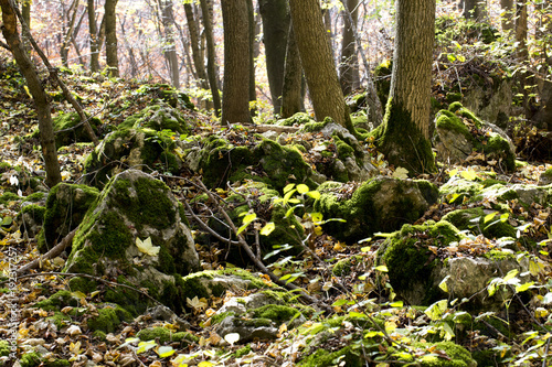 Bemooste Steine im Wald © EinBlick