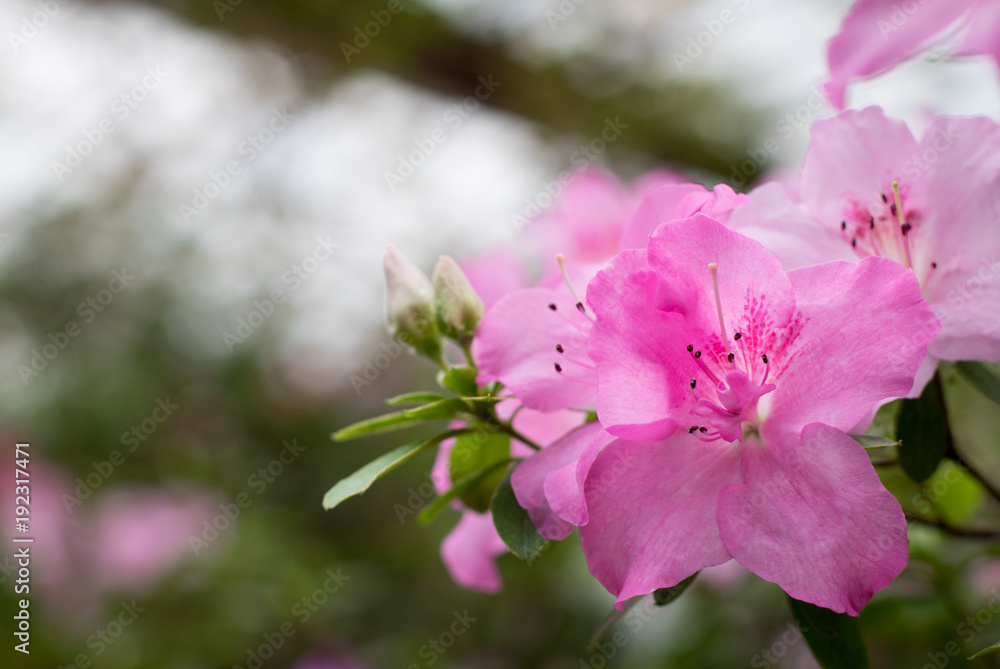 Azalea flower blooming Azalea flower blooming
