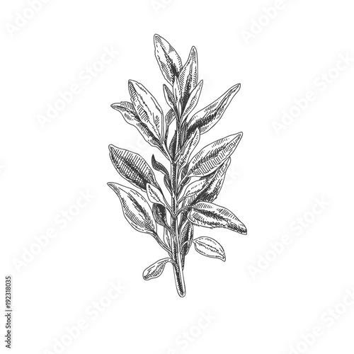 Beautiful vector hand drawn tea herb Illustration.  photo