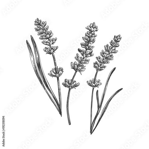 Beautiful vector hand drawn tea herb Illustration. 