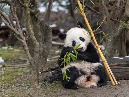 Canvas Print A young giant panda sitting and eating bamboo