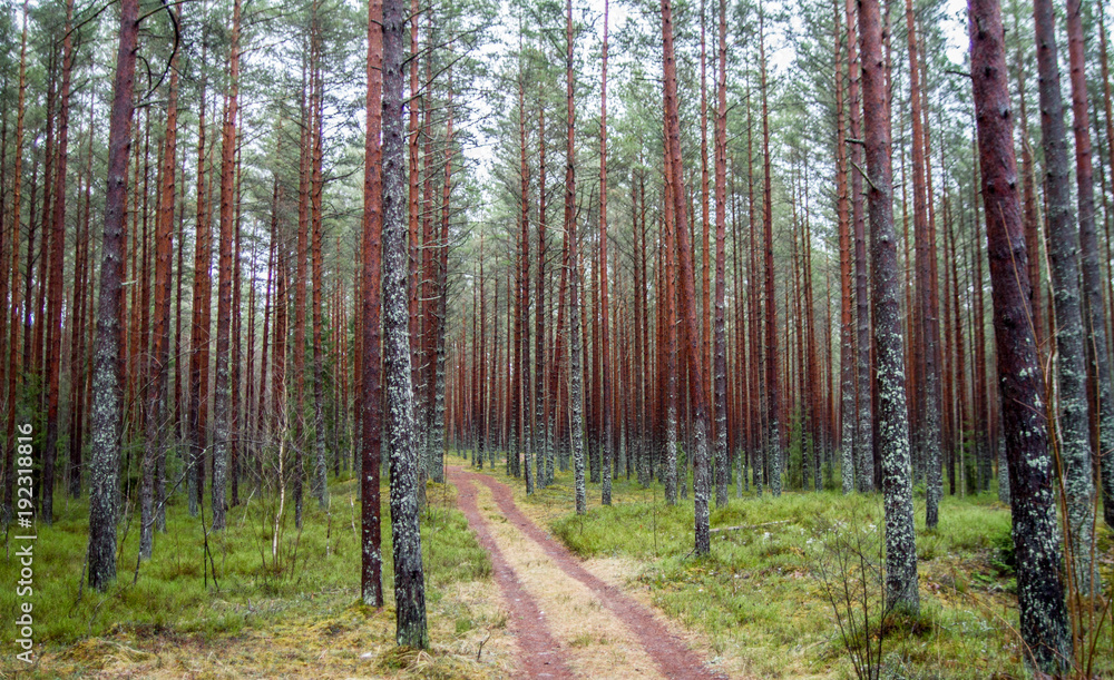 Obraz premium Latvian Forest