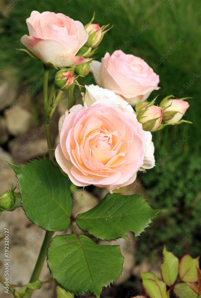 Obraz premium Creamy color flower Gruss an Aachen rose also called Willow Glen. Flower details of bourbon rose. 