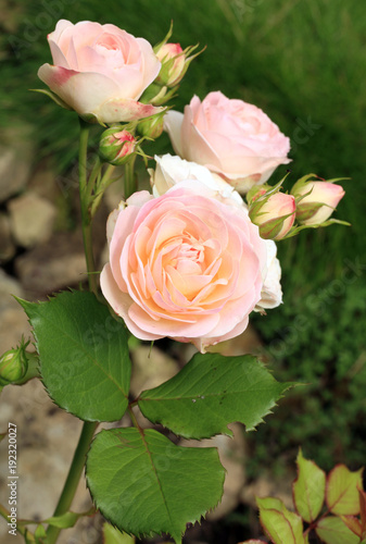 Creamy color flower Gruss an Aachen rose also called Willow Glen. Flower details of bourbon rose. 