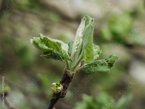 A spring background of green budding leaves.