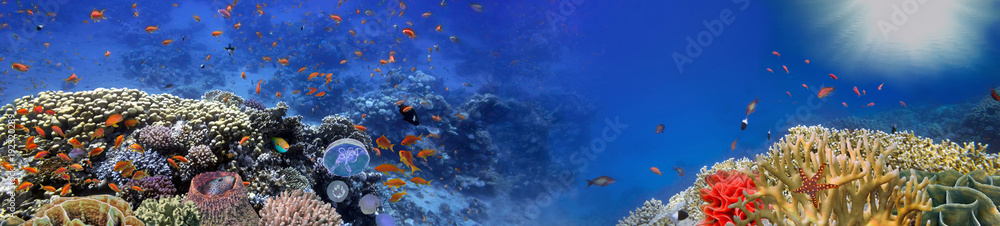 Obraz premium Podwodna panorama i rafa koralowa i ryby
