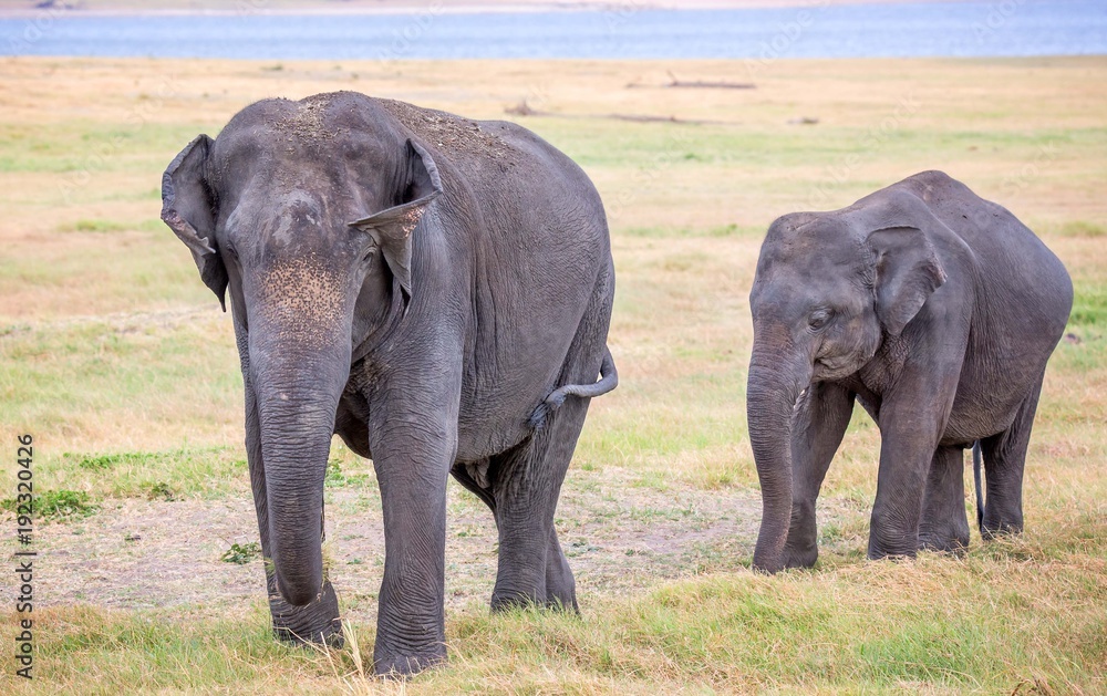 Fototapeta premium Mother and baby Indian elephant in procession