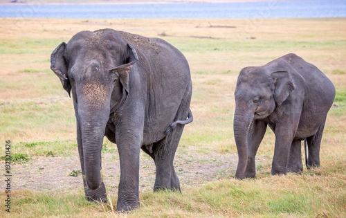 Mother and baby Indian elephant in procession