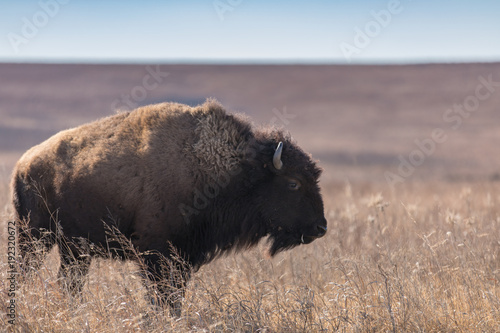 Buffalo profile