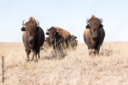 Buffalo trio stare down