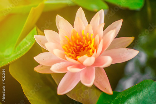 The close up of lotus with yellow pollen with the round lotus leaves in the pond with light flare. 