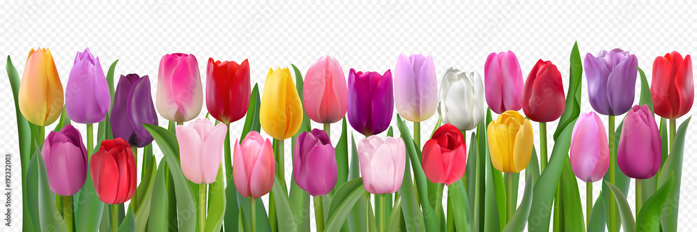 Fototapeta Kolorowy wzór tulipanów