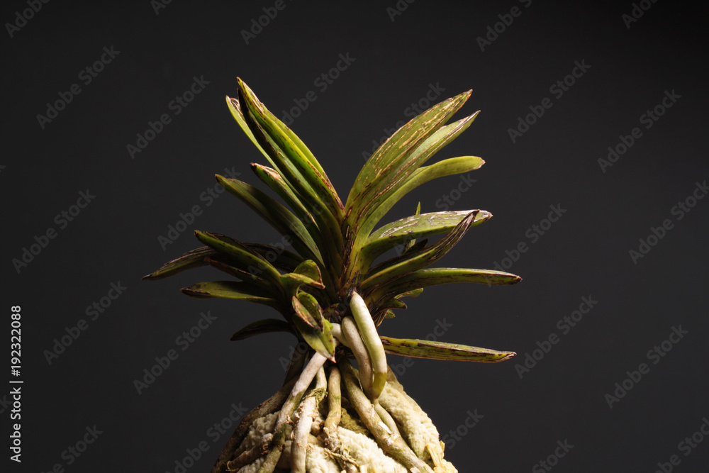 Fototapeta premium Orchid of the Neofinetia falcata Kouya