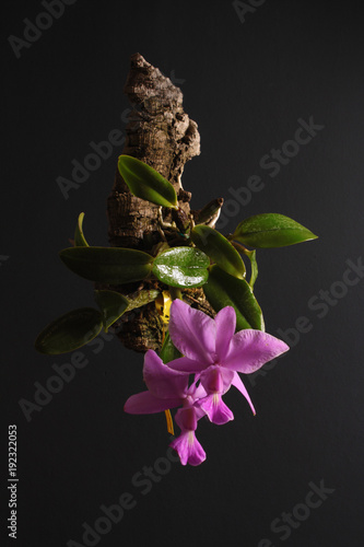 Orchid of the Cattleya walkeriana tipo photo