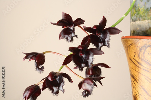 black orchid Fredklarkeara Midnight Lace