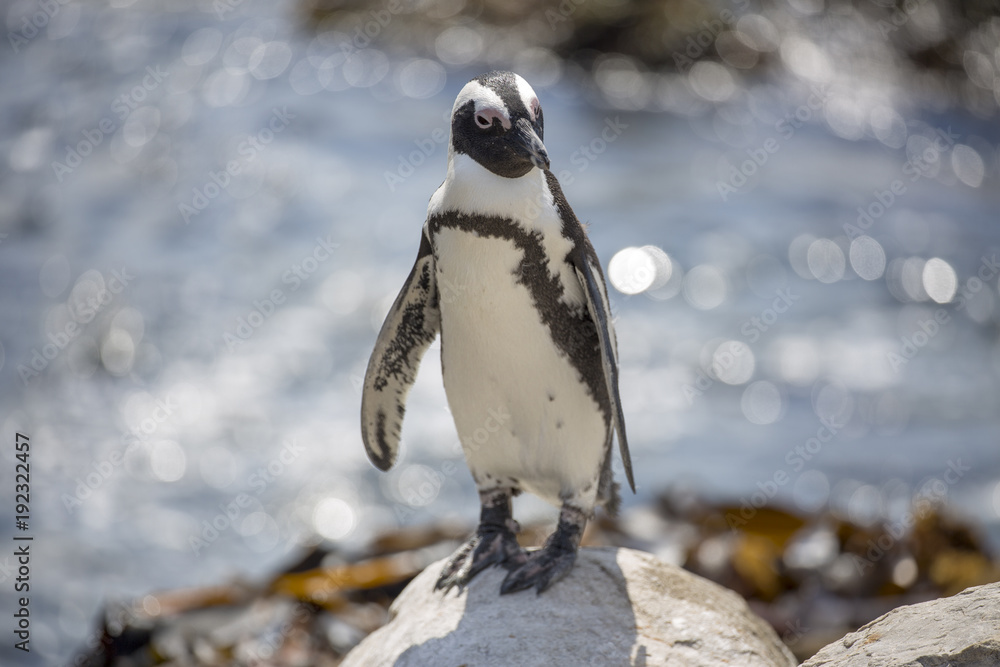 Obraz premium Penguins Colony South Africa