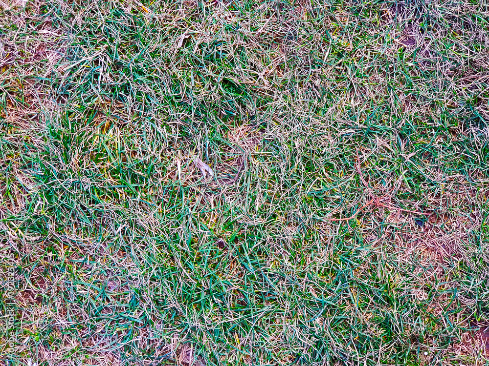 texture of grass background texture of grass background