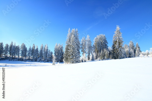 Forest in winter © Simun Ascic