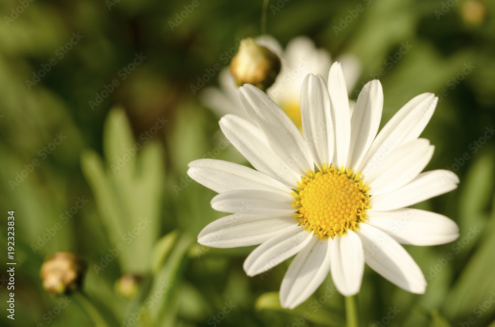 Fototapeta premium White flowers against green blurred background.