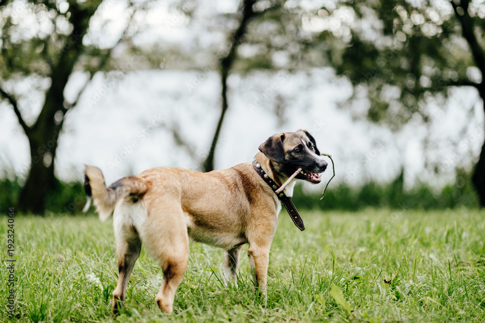 Happy playful frisky fast and furious puppy enjoying freedom at nature. Mad crazy funny cheerful lovely little dog running and jumping outdoor. Restless domestic pet playing. Glad active aminal. Happy playful frisky fast and furious puppy enjoying freedom at nature. Mad crazy funny cheerful lovely little dog running and jumping outdoor. Restless domestic pet playing. Glad active aminal.