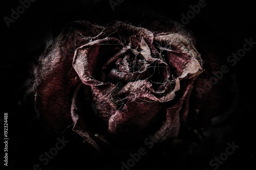 rose