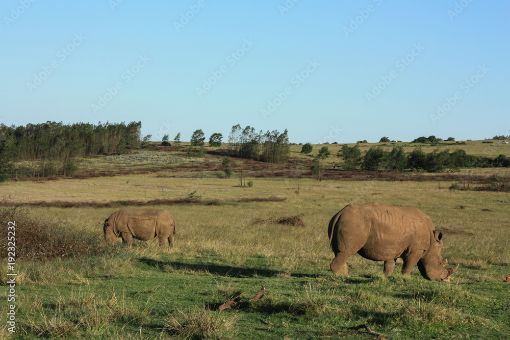 White African rhino roaming free