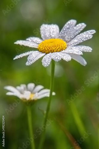Chamomile or camomile flower with drops of water on the white petals after rain on the green background. Macro. © kuzenkova
