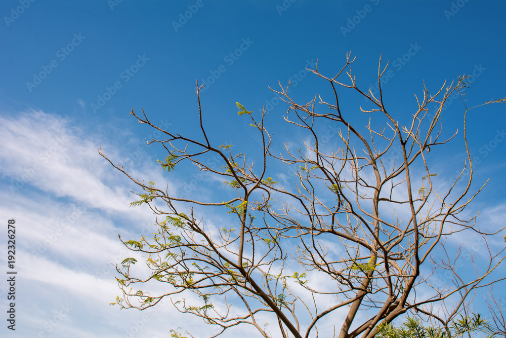 Beautiful Tree and flowers Beautiful Tree and flowers