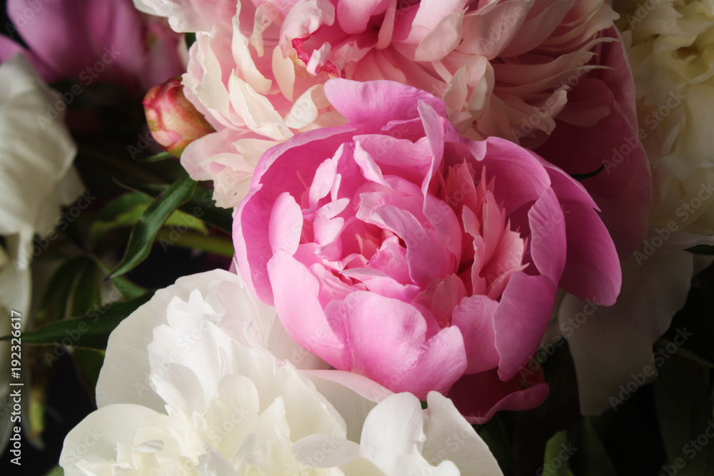 Bouquet of peonies Bouquet of peonies