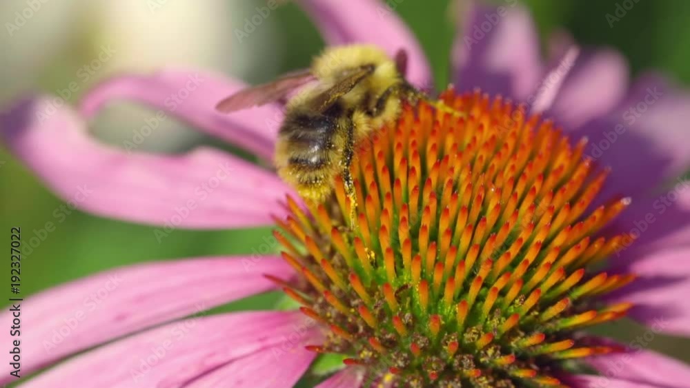 Bumblebee on a Echinacea flower Bumblebee on a Echinacea flower