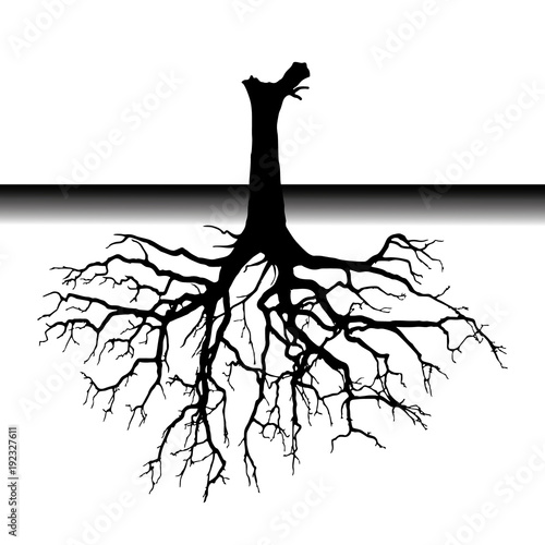 tree roots