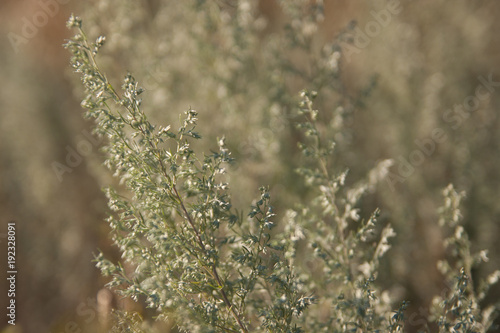 Wormwood herb wallpaper © danishch