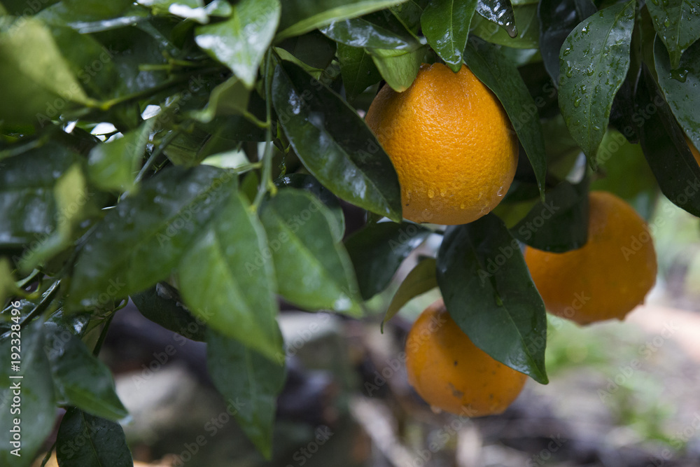 Orange tangerines on the tree