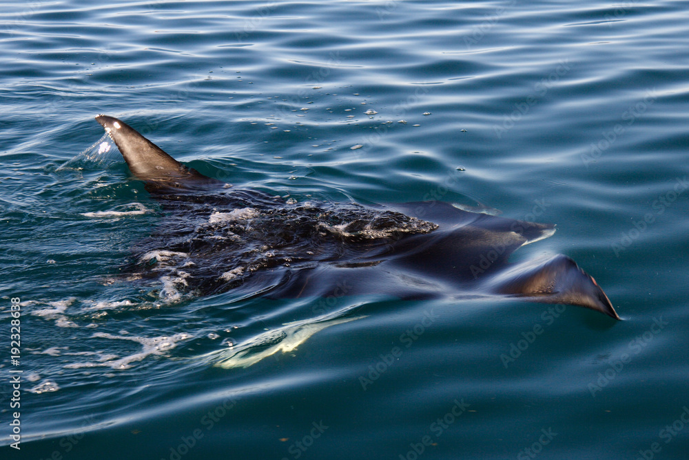 Obraz premium Manta Ray swimming on surface