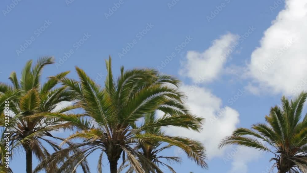 Palm trees shaking in the wind against blue sky Palm trees shaking in the wind against blue sky