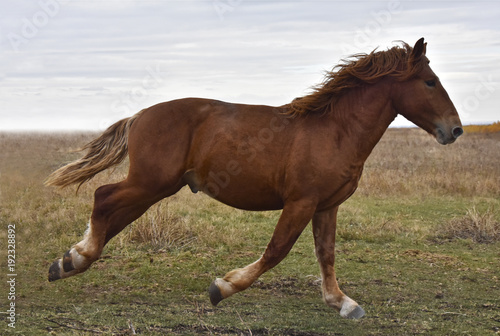powerful strong horse breeds Russian heavy-duty runs across the field