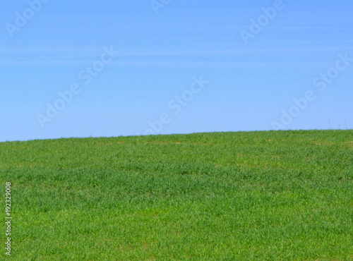 green field against the blue sky