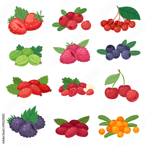 Berry vector berrying mix of strawberry blueberry raspberry blackberry and red currant illustration berrylike set isolated on white background