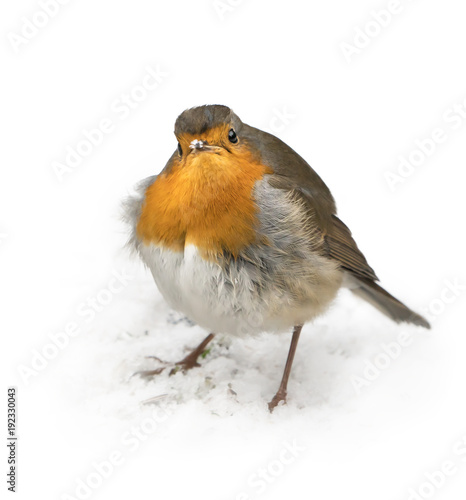Front view of european robin bird standing on the snow covered ground in winter looking angry at the viewer with white background around it