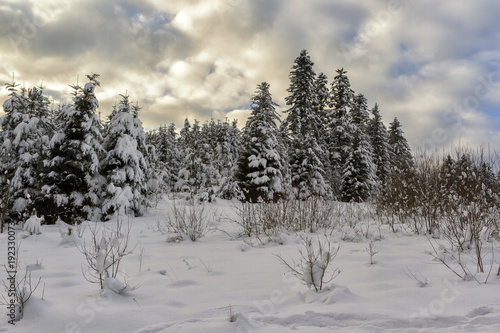 coniferous winter forest. fir winter forest in the Carpathians