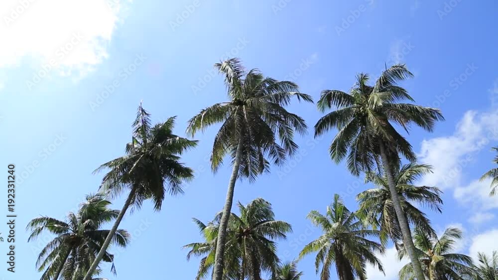 Palm tree sunny tropical holiday weather blue sky blowing gentle breeze coconut fruit Palm tree sunny tropical holiday weather blue sky blowing gentle breeze coconut fruit