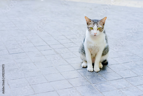 Stray tabby cat with marble gray fur pattern sitting on granite floor waiting for something 