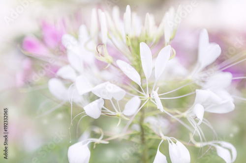 Beautiful blurred white and pink flower background, abstract nature concept background